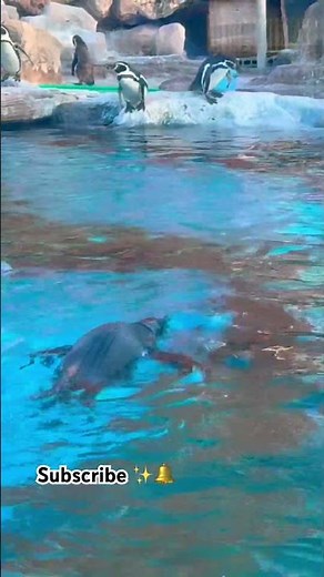 🐧 Penguin Life at the Aquarium | Playful Moments Underwater#foryou