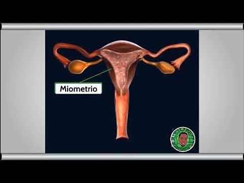 Aparato reproductor masculino y femenino