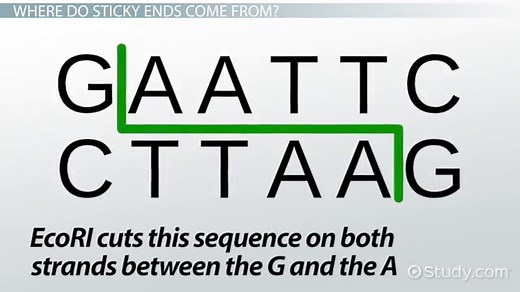 Sticky Ends vs. Blunt Ends | Differences, Sequences, & Enzymes