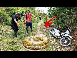 2 Brave Experts Catch Giant Pythons By Hand