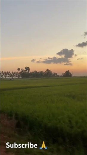 The sound of frogs croaking is heard throughout the fields.#soundfrogs#frogsongforkids #kidssoccer #