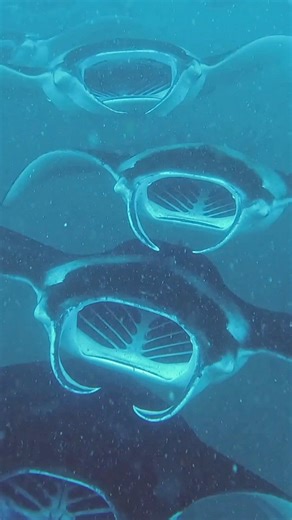 At the heart of Baa Atoll, a UNESCO Biosphere Reserve, Amilla sits close to one of the Maldives’ most iconic sights, manta rays gliding through sunlit waters. 🌊✨ Which moment would you choose first, watching their graceful loops or drifting beside them in quiet awe? #AmillaMaldives #InHarmonyWithPurpose #SmallLuxuryHotels #ConsiderateCollection #Maldives #AmillaMoments #MantaSeason #HanifaruBay #BaaAtollBiosphere | Amilla Maldives