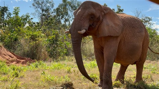 We had to transition Pupy from eating primarily alfalfa hay to mostly grass hay, which is the only hay the Asian elephants eat. African elephants can eat alfalfa because they have different dietary requirements than the Asian elephants. The Asian ladies are mostly grazers, while Pupy eats more browse, so they have varied nutritional needs. At first, Pupy would sometimes leave the grass hay to the side in favor of the sweeter alfalfa hay, but as the weeks went by, we found her eating more and mor