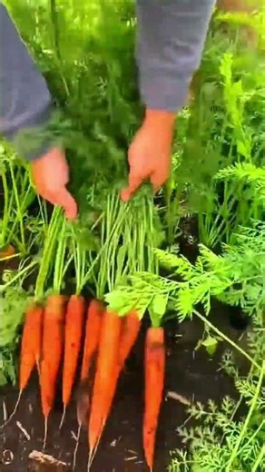 Carrot Harvesting Techniques with Very Aesthetic and Amazing Results