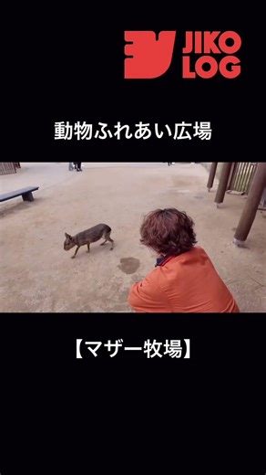 Animal Interaction Area [Mother Farm] #vlog #daily #hairdresser #clips #farm #animals #pettingzoo...