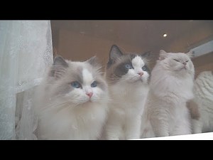 Mommy Butler Is Planting Trees!