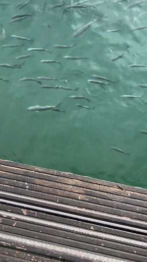 Richard Norris on Reels