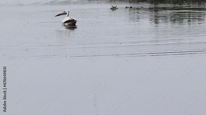 The pelican swims and into the water in the lake