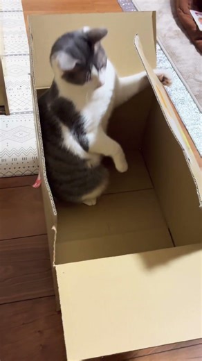 Box! Cat! Boxcat! #cat