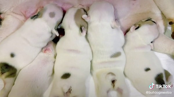 Bulldog Mexico on TikTok