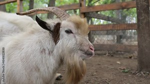 goats with long beards and curved horns grazing in a forest, surrounded by trees and fallen leaves. They appear calm and curious, creating a peaceful rural scene