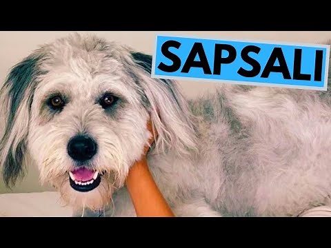 Sapsali Dog Breed - Facts and Information