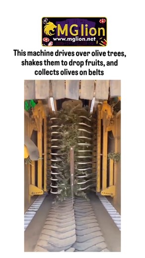 bio life 🧬 on Instagram: "#mglion #csmediain In a groundbreaking display of agricultural innovation, a viral video showcases a state-of-the-art olive harvesting machine revolutionizing the way farmers collect their crops. Captured from inside the machine, the footage reveals a tunnel-like structure equipped with rows of flexible, spiral-shaped rods that gently enclose an olive tree as the vehicle drives forward. Once positioned, the rods vibrate intensely, shaking loose ripe olives and leaves,