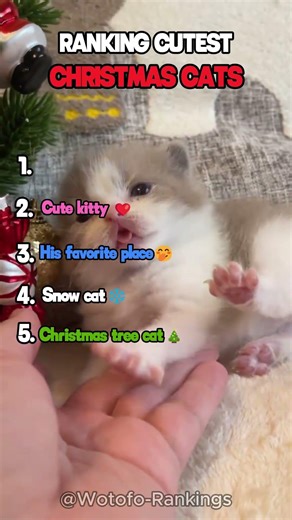 RANKING CUTE CHRISTMAS CATS 🎄❤️