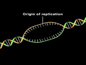 Movie 06.2 DNA Helicase