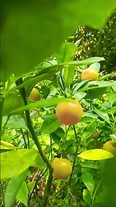 বাগানের লেবু 🍋‍🟩🍋‍🟩#shorts #trending #youtubeshorts