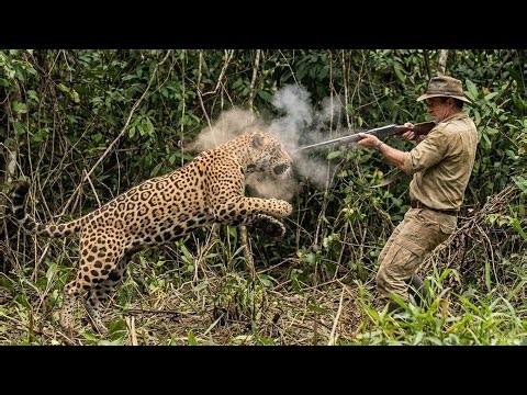 Capybara hunter encounters two jaguars in the Amazon.