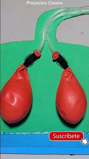 Proyecto de Ciencias | Experimento