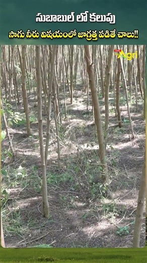 మార్కెట్ సైజు రావాలంటే ఈ జాగ్రత్తలు తీసుకోవాల్సిందే..!! #ToneAgri #SubabulFarming #ytshorts #shorts