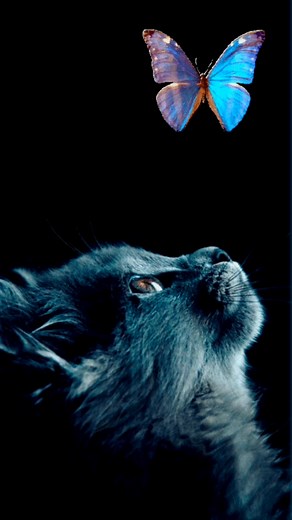 Cat & Butterfly Night Live Wallpaper