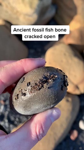 Exploring 180 Million Year Old Jurassic Fish Fossils