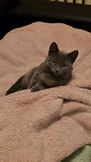 Love kitty PG #PG #cutekittycat #littelgirl #kitten #cat2025 | My pet in usa