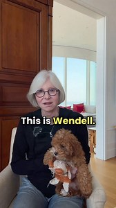 9.4K views · 202 reactions | Meet Wendell, the 12-week-old cavapoo who’s the cutest after Chase  He’s not perfect yet, but pretty close! #viral #newpuppy #dogmom #fyp #fypシ #viralreels #longervideos #reels | Anne Abel | Facebook
