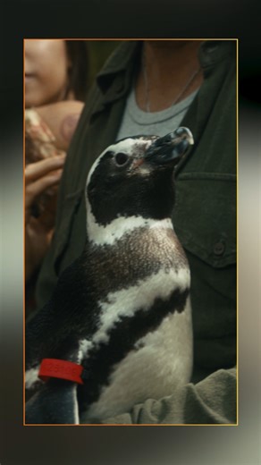 🐧 Un pescatore salva un pinguino ferito e tra loro nasce un legame capace di sfidare il mare. Il Mio Amico Pinguino ti aspetta ora nel tuo The Space Cinema 🎟️🎟️🍿🍿👉🏼 https://bit.ly/3HIOHeD | The Space Cinema