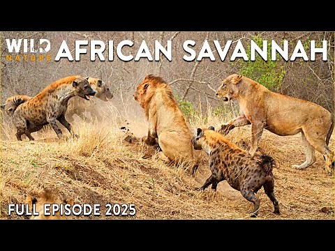 AFRICAN SAVANNAH | A Battle for Survival During the Harsh Dry Season | Animal documentary