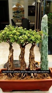 Jade Plant (Crassula ovata) bonsai styling, green plant bonsai styling, and many Jade Plant fans have asked me how to create this high-root-exposed bonsai. Today, I'll explain it in detail. #BonsaiArtSharing #BonsaiArt #Bonsai #ClassicBonsai #IndoorBonsai | Nazim's Bonsai