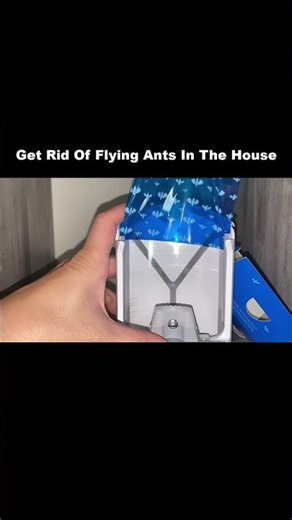 Flying Ants Invading Your Home? Try This Now😲#FlyingAnts #AntControl #pestcontrol #shortsviral