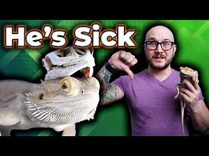 My Reptile is Very Sick, Now What? | Top 5 Reptile Illnesses and How To Treat Them At Home!