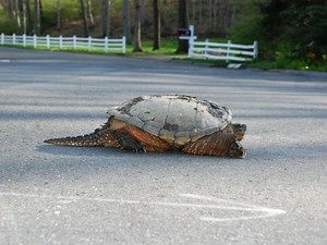 Local Motorists Asked to Lookout for Turtles