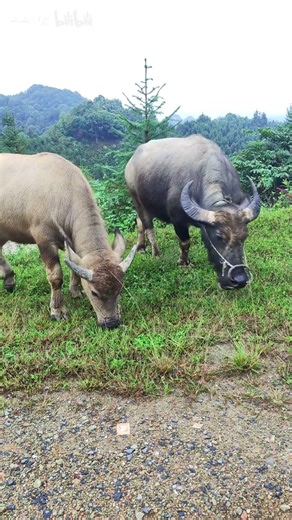 Going out to herd cows.