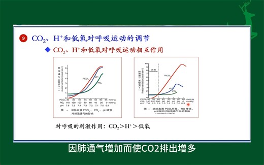 #CO2、H 和低氧对呼吸运动的调节#人体生理学#医学知识科普#每天学习一点点