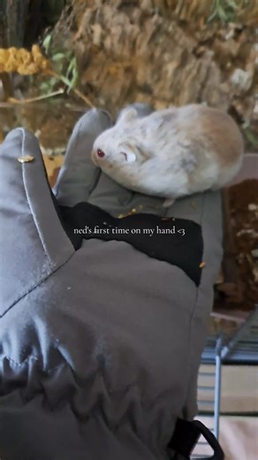 Ned's First Time on My Hand: Hamster Handling Tips