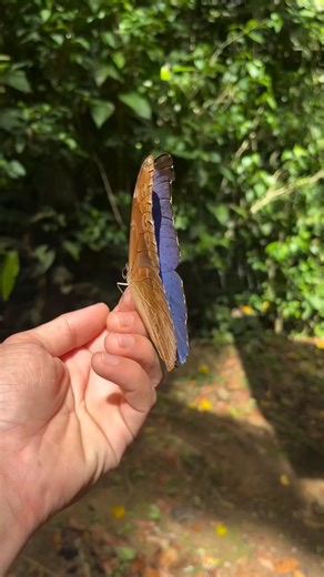 loving__butterflies on Instagram: "One of the most beautiful butterflies on this planet! A true jewel of the Costa Rican rainforest! 🦋 Repost @junglenightwalk ・・・ Blue Morpho (Morpho Menelaus)"