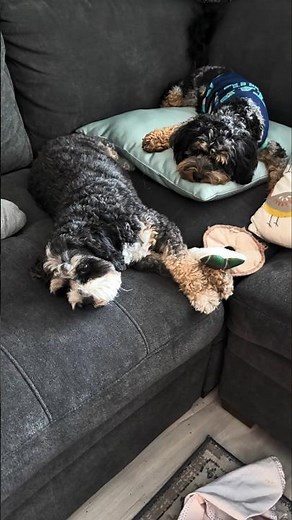 Puppies powering down for nap time! 😴