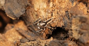 Ayurvedic Tree Trunk Texture Macro Shot 库存影片视频（100% 免版税）1105608533 | Shutterstock