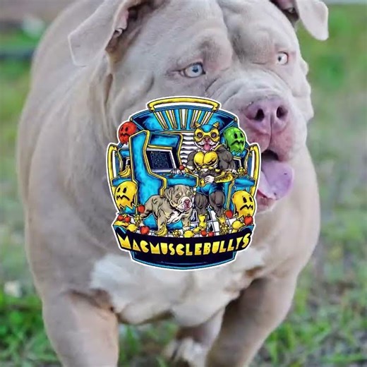 The Duchess & Mr. Vegas Paired Up with A Litter Ready to Drop the 1st Week of February!