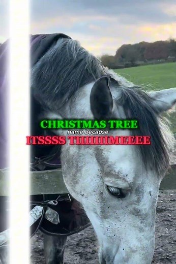 POV: the Horse Feels the Christmas Spirit 🎄🐴 #equestrianjourney #horseriding