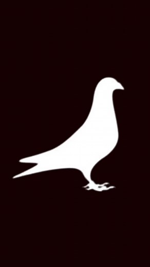 32K views · 629 reactions | Wishing all our Feathers Elite breeders, clients & friends a very HAPPY, HEALTHY & PROSPEROUS 2023! 拾壟 | Feathers Elite Pigeon Auctions | Facebook