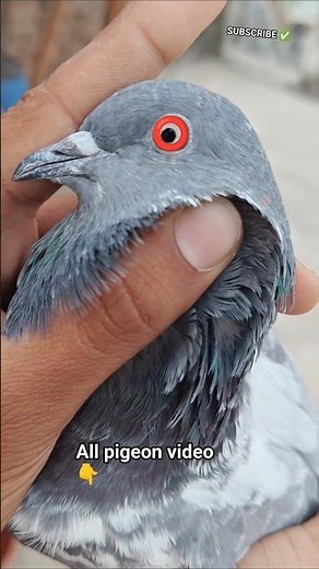 high flying pigeon 🕊️ Dove #viral #pigeon