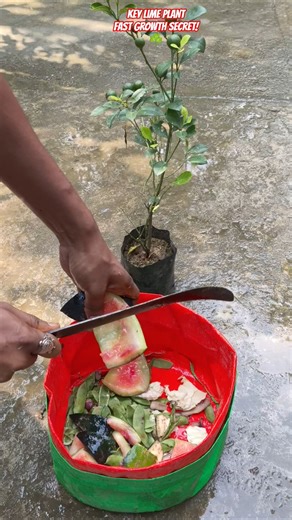 🍋 Grow Key Lime Faster in Grow Bags! 💥 Secret Trick Revealed #shorts #keylime #gardening #growbags