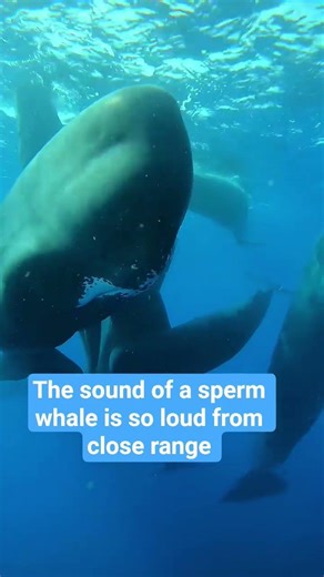 whale sounds from close range #shortvideo #animals #whale