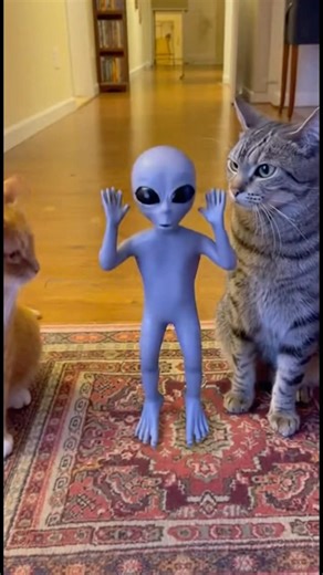Cat Brought Home an Alien and the Judgment Was Brutal #shorts #alien #cats