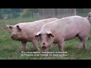 RENCONTRE AVEC Dominique MAINARD Eleveur de porcs plein air