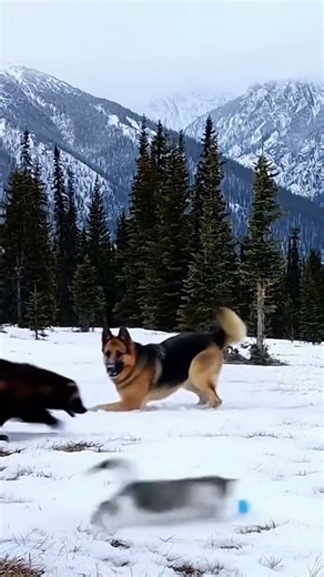 My Dog Fought a WOLVERINE in the Snow to Save My Cat! ❄️