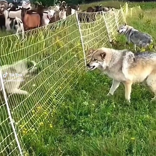 Surviving a Wolf Attack: Tips and Tricks to Stay Safe in the Wild