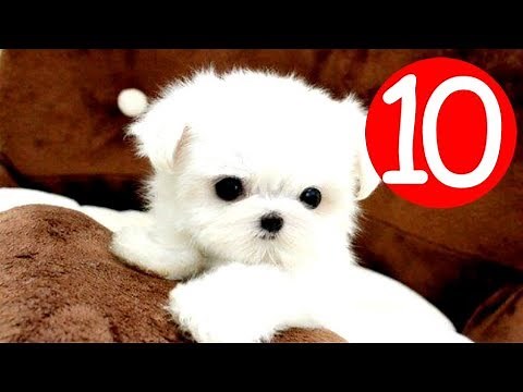 Top 10 Small Fluffy Dog Breeds - Puppies and Full Grown